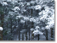 雪景色